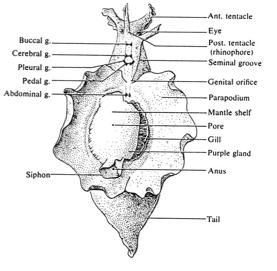 The Nervous System of Aplysia californica 